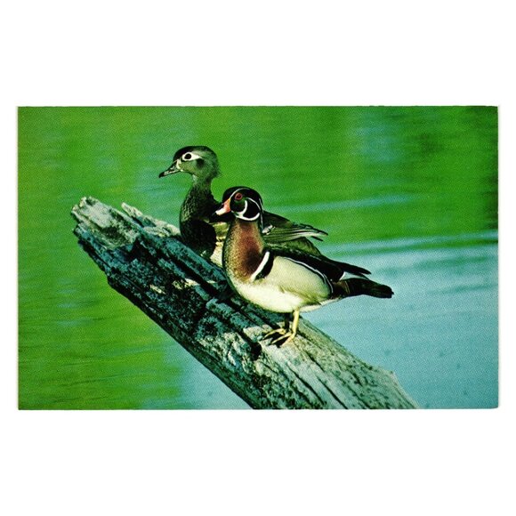 Wood Duck Pair Desoto National Wildlife Refuge Postcard Photo By Dave Menke - Picture 1 of 2